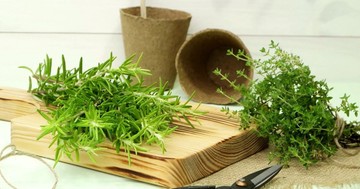  Ennyi mindenben segíthet a rozmaring - természetes fájdalomcsillapító és stresszcsökkentő is 