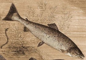 Halolaj-fogyasztással az Alzheimer-kór ellen!