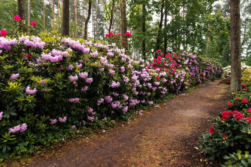 A rododendron bokor lombozata olyan anyagokat tartalmaz, mint tannin, arbutin, rutin és mérgező glikozid (andromedotoxin).
