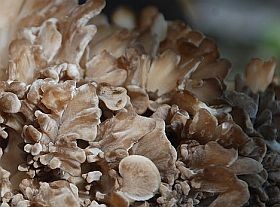 Gyógynövények - a gyógygomba