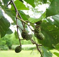 Pollenszezon: mire figyeljünk most?