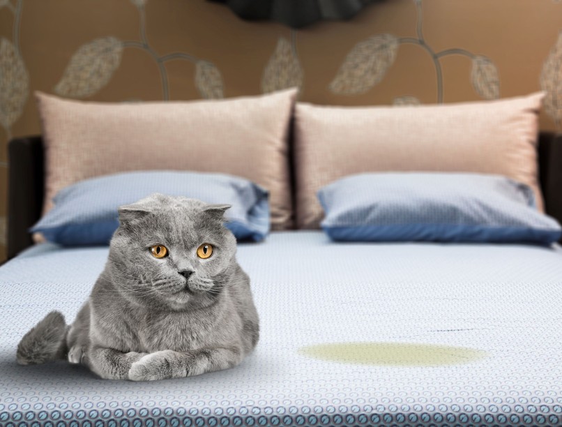 Miért pisil a macska az ágyra