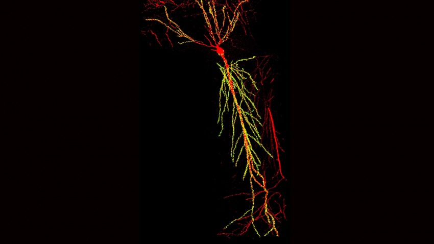 Piramissejt térbeli rekonstrukciója az egér hippokampusz CA1 régiójában. A sejt dendritfája pirossal jelölve, a sárga pontok pedig a dendritekre érkező serkentő szinaptikus kapcsolatokat jelölik. Egyetlen sejt több mint 10.000 serkentő szinapszist kap.