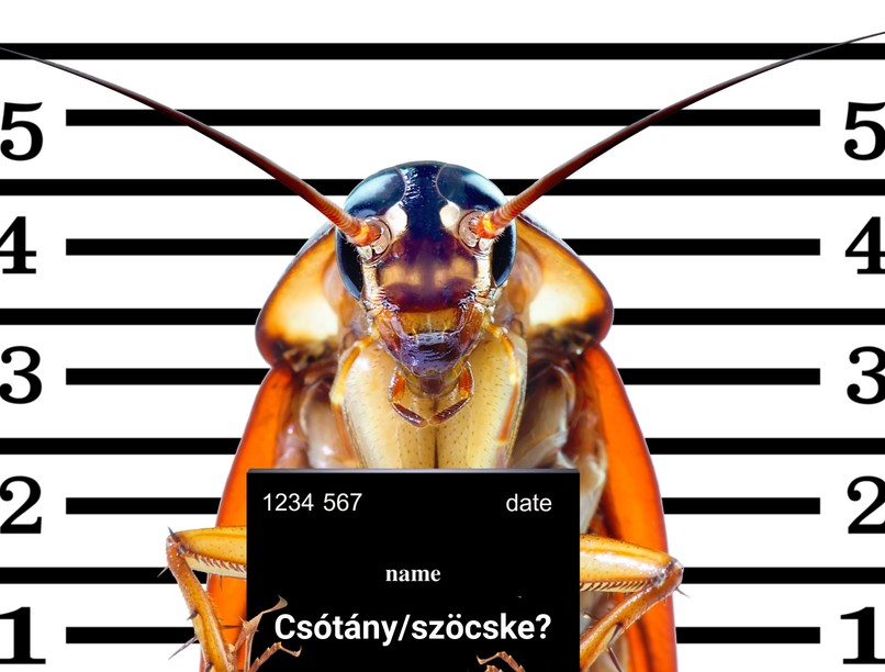 csótány borostyán őslénytan kutatás