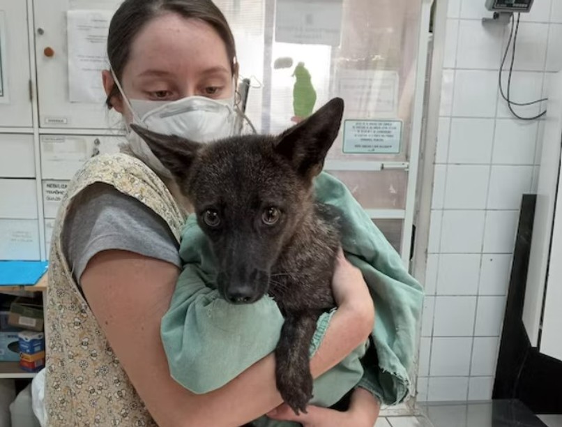 rókakutya, hibrid állat