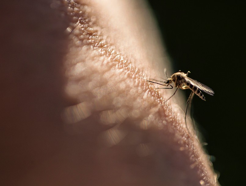 szúnyog, bogár, rovar csípés