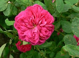 Egészségkalauz – mit olvastak, néztek a legtöbben?