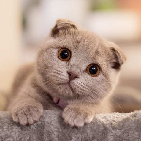 Mit jelent az, ha valaki nem szereti a macskákat? című cikk nyitóképe