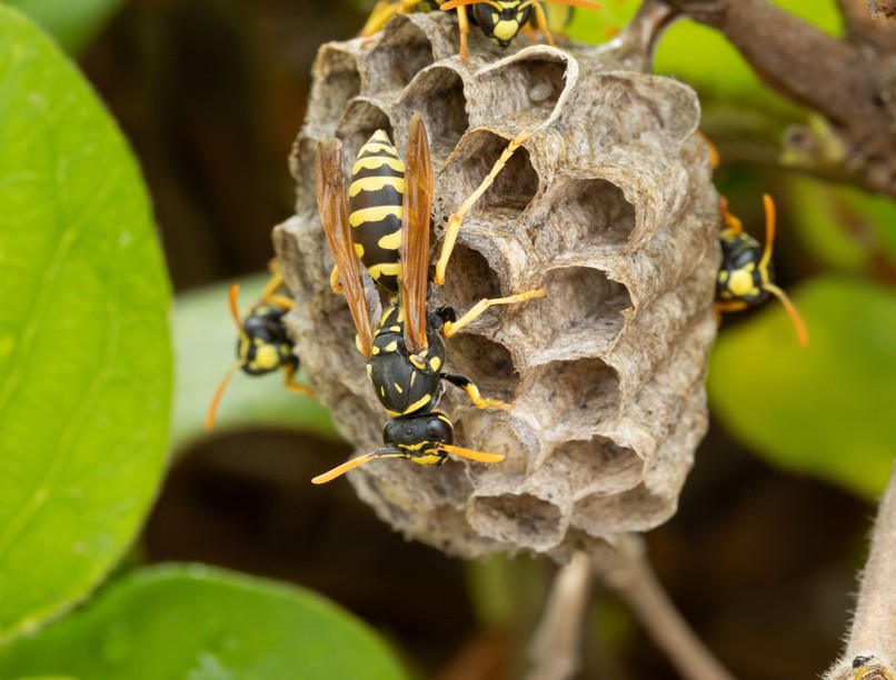darázscsípés, ellen, allergia tünete