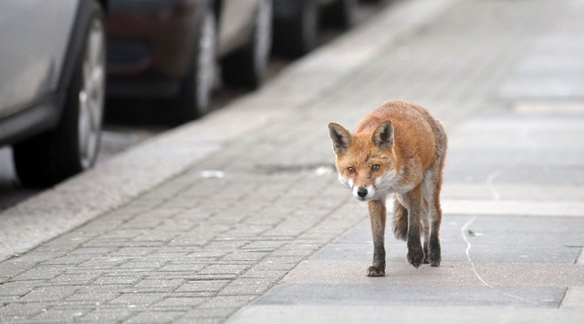 Mit tegyek, ha rókát láttam a környékünkön? Ezt tanácsolják a szakemberek