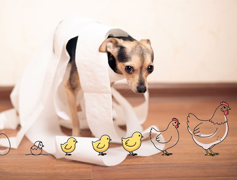 Mire lehet allergiás a kutya