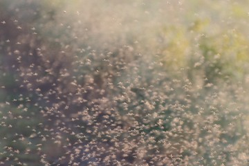 Ipari porszívóval takarítják az árvaszúnyogokat a vendéglátósok a Balatonon