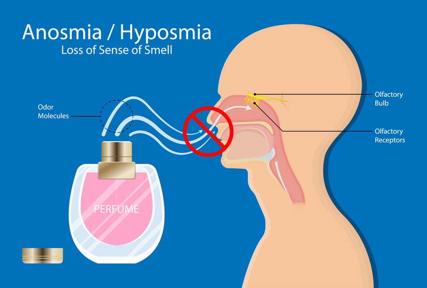 A szaglás idegi folyamat. A szagló idegek végződései az orrüreg felső falán találhatók. Az illatmolekulák hozzájuk kapcsolódva ingerületet váltanak ki az idegekben, ami ingerület az agyunkba jutva, feldolgozódva eredményezi a szag, illatérzékelést. Ha ebben a folyamatban valahol zavar keletkezik, a szaglásérzékelés zavart szenved.