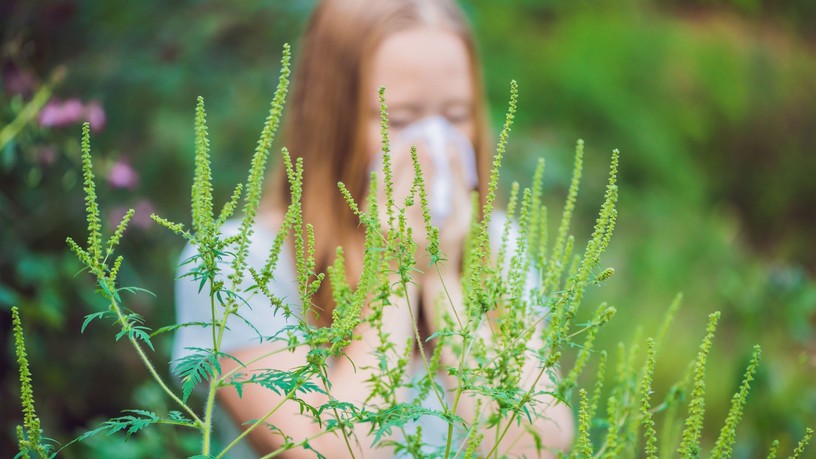allergia parlagfű ellen tünet kezelés
