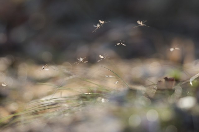 Árvaszúnyogok a Balatonon: a szakemberek szerint nem indokolt a gyérítés