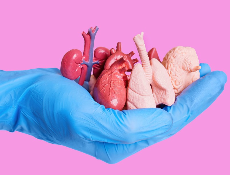 melyik szerv kell élet 