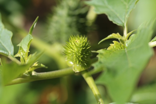 Csattanó maszlag: ezek az atropinmérgezés tünetei