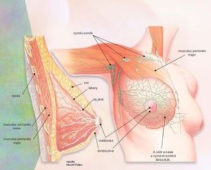 Emlő önvizsgálat 2