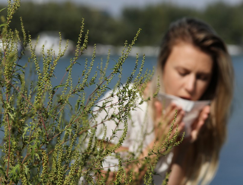 parlagfű, allergia, szénanátha, pollenallergia, allergia kezelése
