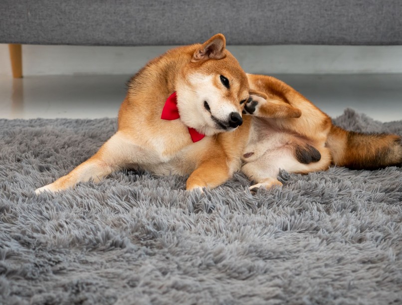 mitől vakaródzik folyton a kutya