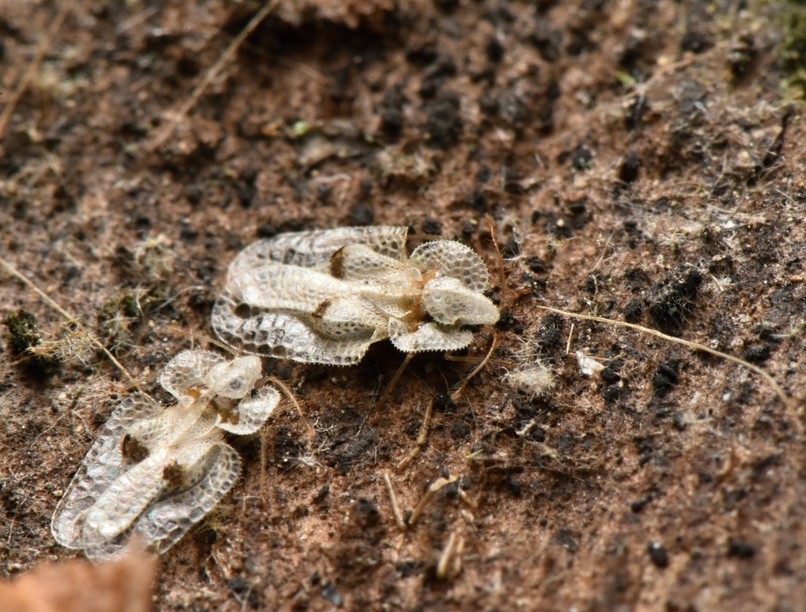 csipkéspoloska csípés próbaszúrás bőr