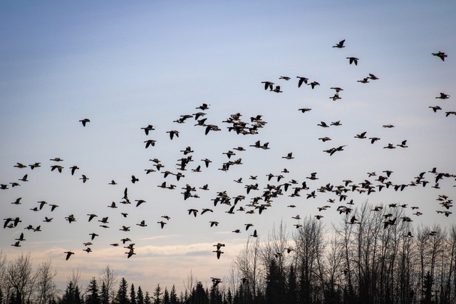 Az egyik vezető halálok elleni küzdelemben segítenek magyar kutatók