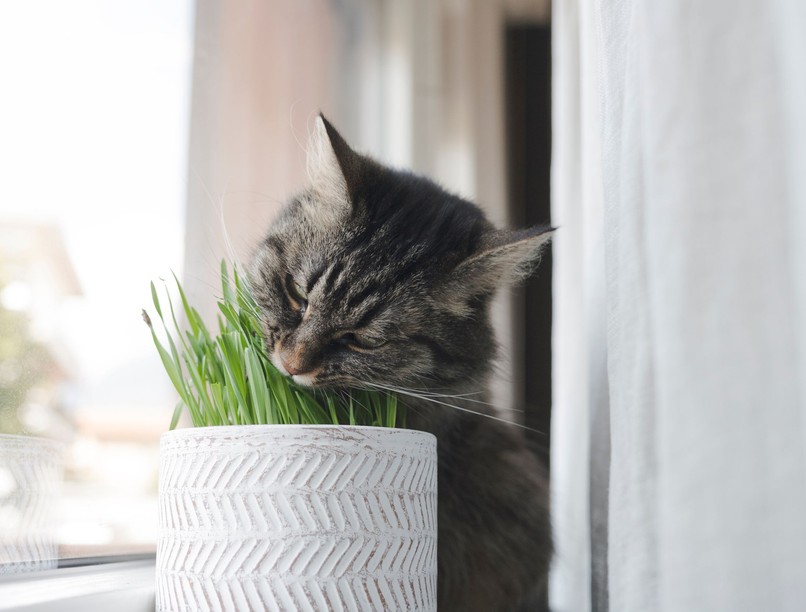 melyik gyógynövény veszélyes macskákra