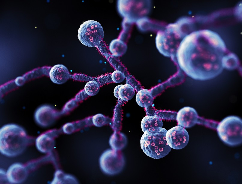 candida bél veszély szövődmény