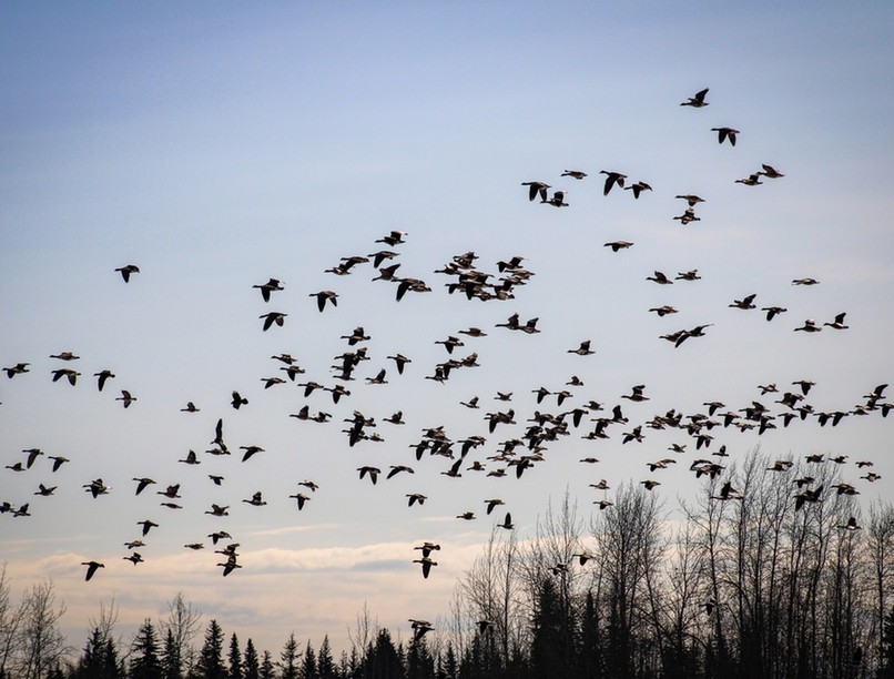 vezető halálok magyar kutatás megelőzés