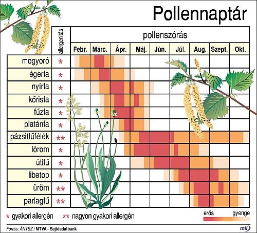 Ami aktuális: pollennaptár az egész évre