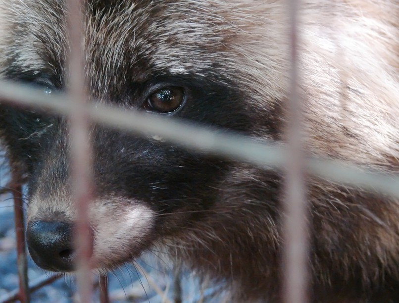 nyestkutya, covid, koronavírus, Vuhan