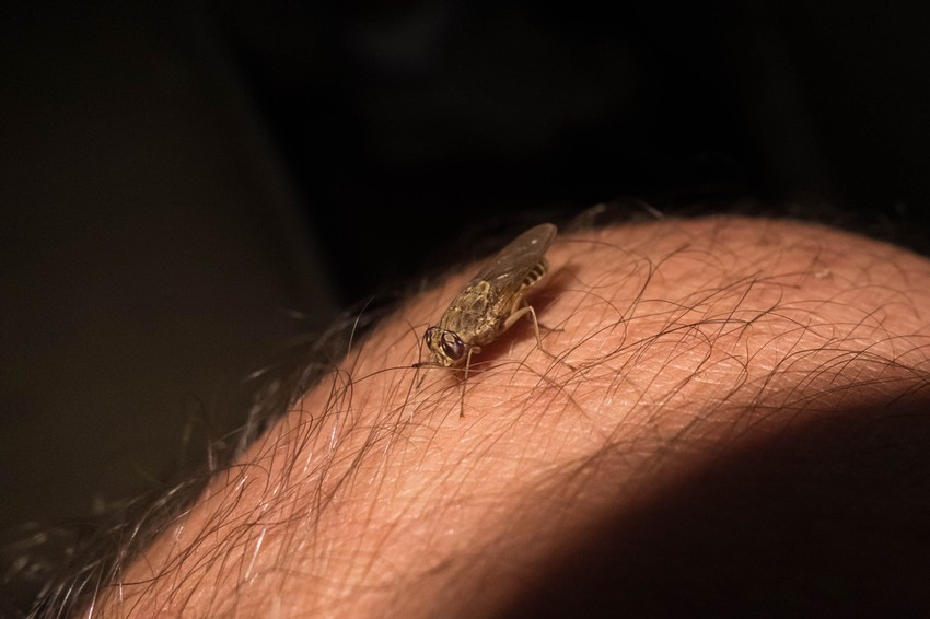 Így néz ki a cecelégy