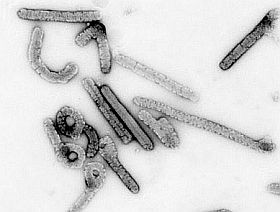 Vérzéses lázat okozó vírusok nyomában