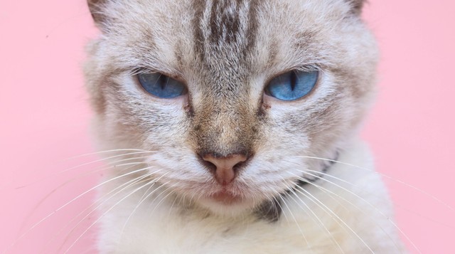 Lepisilt szőnyeg, éles karmok: tényleg bosszút állnak a cicák, vagy csak félreértjük őket?