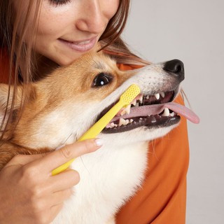 Így tarthatja egészségesen kutyája fogait – egyszerű, de hatékony módszerek című cikk nyitóképe