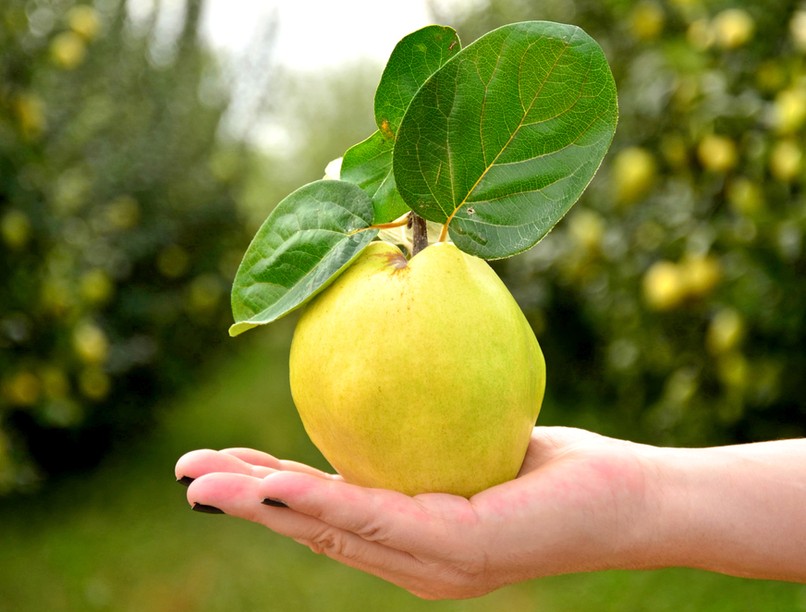 birs, birsalma, megfázás nátha ellen, ellen, természetes gyógymód
