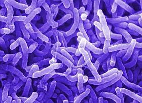 Baktériumok harca - mire jó mindez?