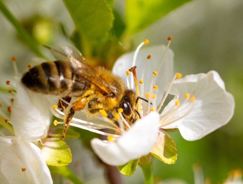 Darázscsípés, méhcsípés ellen legjobb házi praktikák