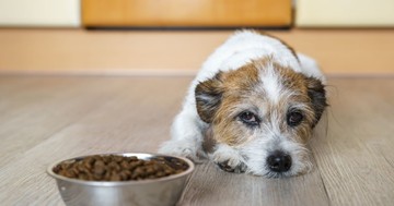 Egy új tanulmány szerint sok gazdi nem veszi észre, ha fájdalmai vannak a kutyájának