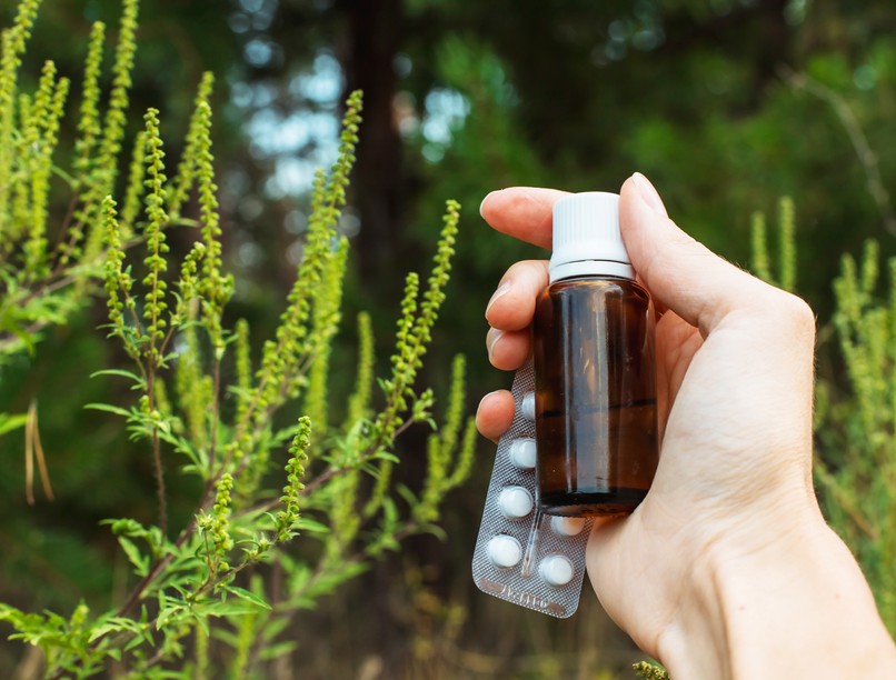 parlagfű allergia nem javul gyógyszer szedés