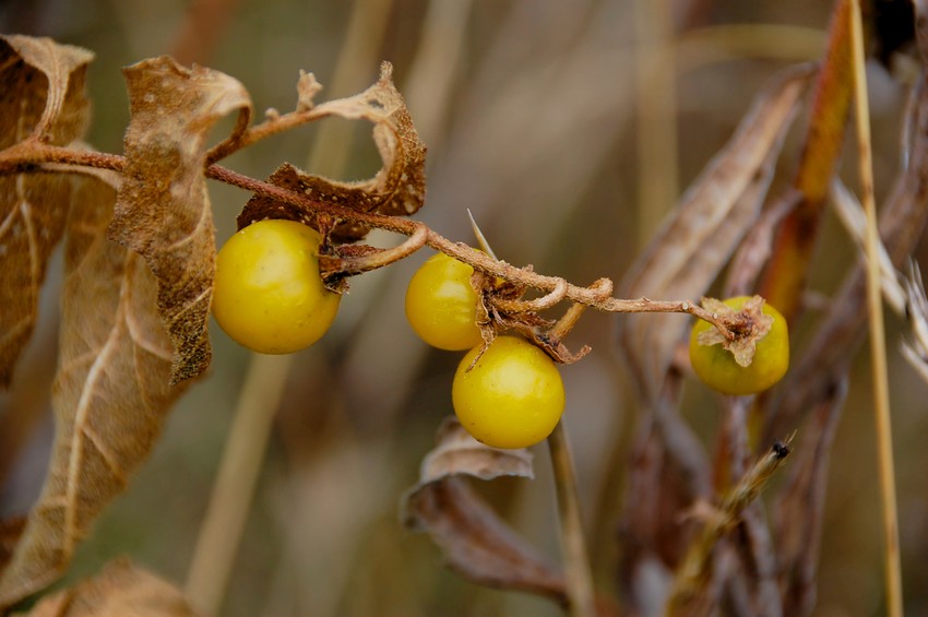 A lócsalán, a éjjeli madárfélék családjába tartozó növény negatívan befolyásolja a központi idegrendszert.
