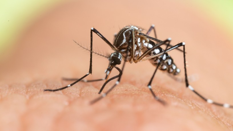 hírek Dengue-láz malária Magyarország