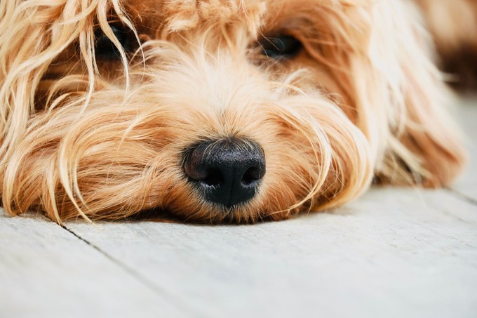 Tényleg betegséget jelez az, ha száraz a kutya orra? című cikk nyitóképe