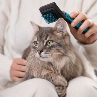 Tavaszi szőrhullás macskáknál: így élheti túl a vedlési időszakot című cikk nyitóképe