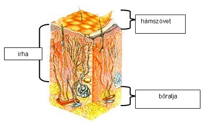 Napozás és veszélyei, napvédelem