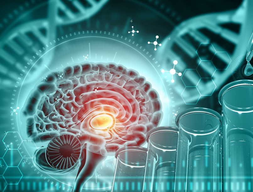 Agykutatás magyar kutatók