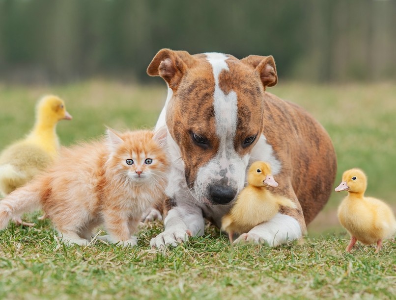 öngyógyítás, gyógyító hatású növények,  antimikrobiális, természetes gyógyszerek, paraziták 