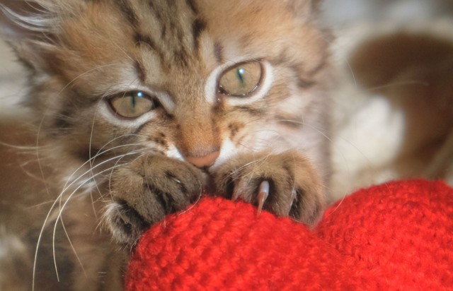 Miért dagaszt a macska? Nemcsak aranyos szokás, hanem fontos üzenetet is közvetít