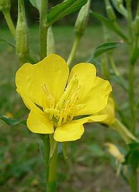 Gyógynövények – a ligetszépe