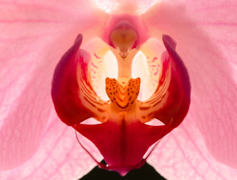 csikló, klitorisz, idegrostok, idegvégződések, kutatás